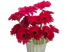 Мираж