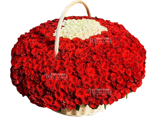 1001 роза