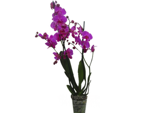 Орхидея