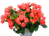 Барбадос