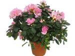 Азалия