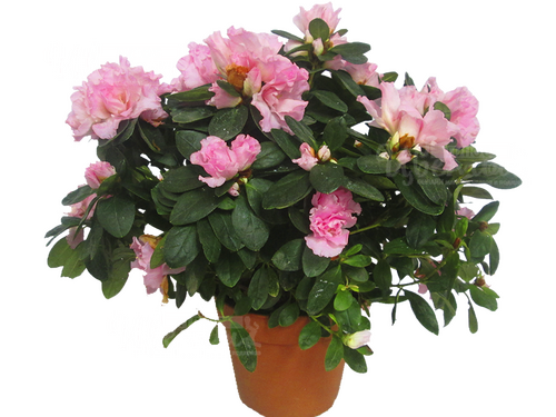Азалия