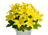 Лилия