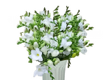 Фрезия белая