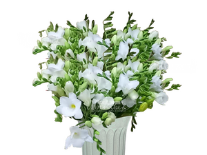 Фрезия белая