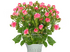 Розы кустовые с доставкой